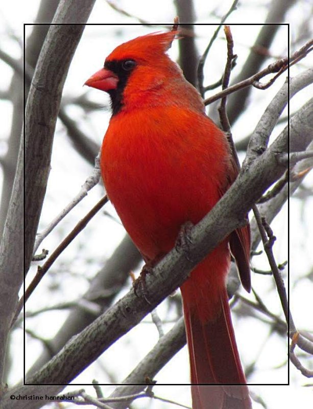 Northern cardinal, male