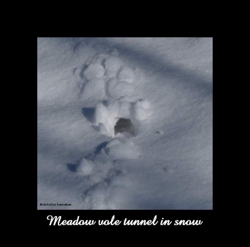 Meadow vole tunnel in snow
