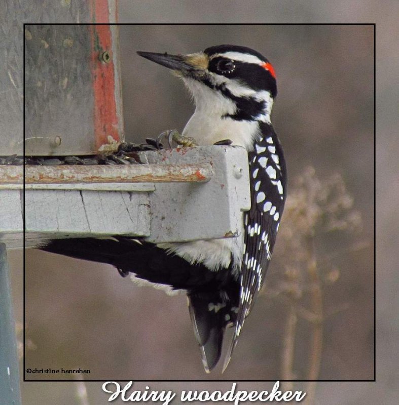 Hairy woodpecker, male