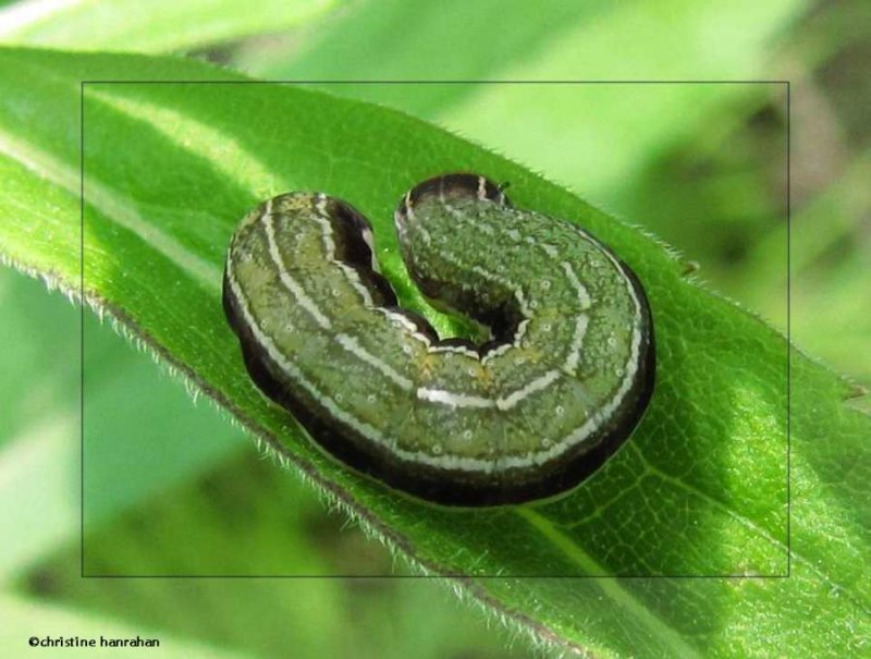 Sidus sallow moth caterpillar  (Eupsilia sidus), #9933.1