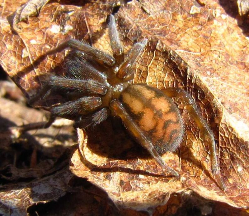 Hacklemesh Weaver spider (Callobius)