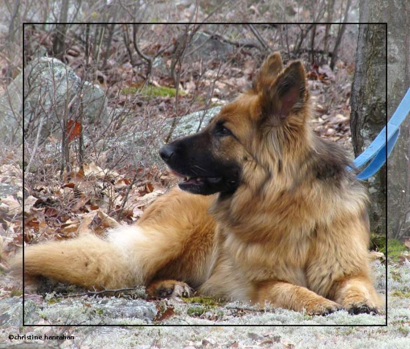 Sasha taking a rest 