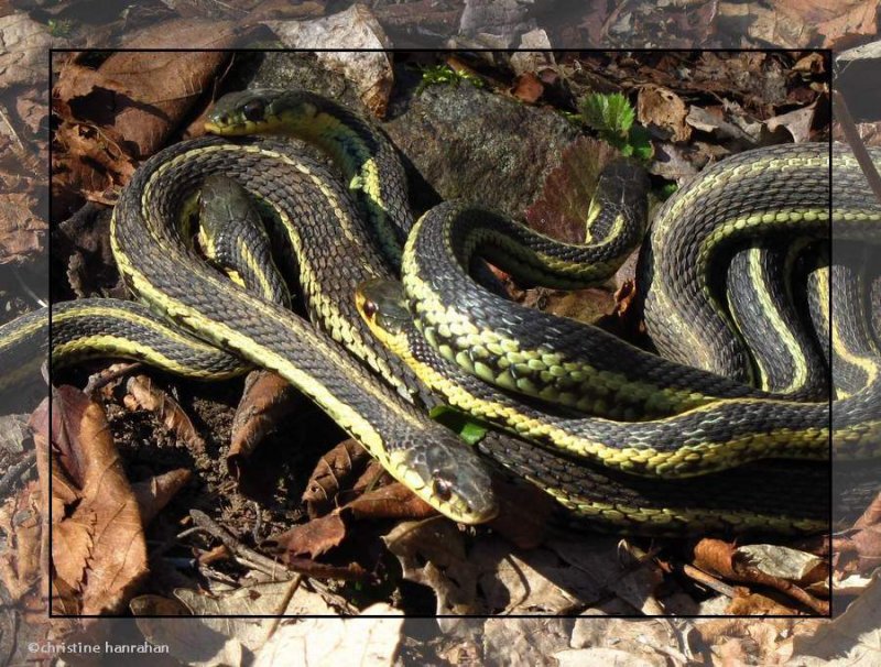 Garter snakes  (Thamnophis sirtalis)