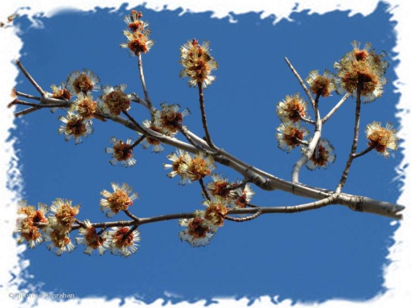 Silver maple flowers (Acer saccharinum)