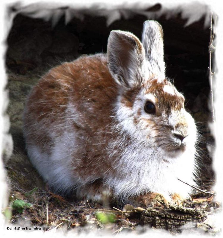 Eastern Cottontail Rabbits and Snowshoe Hares