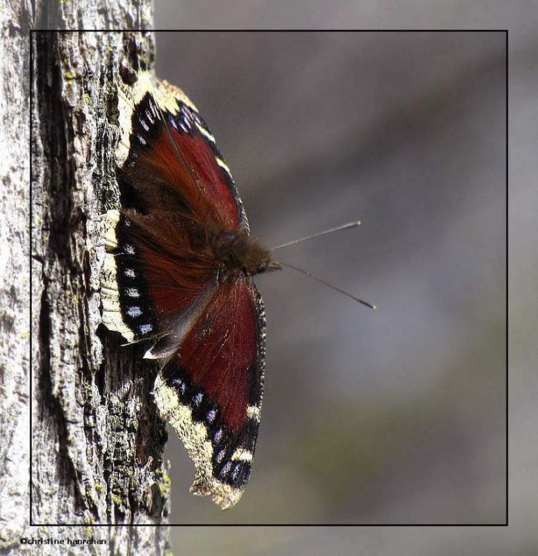 Mourning cloak