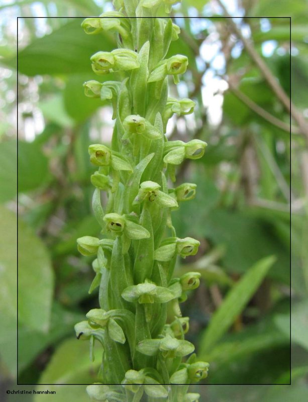 Northern green orchid (Platanthera aquilonis)
