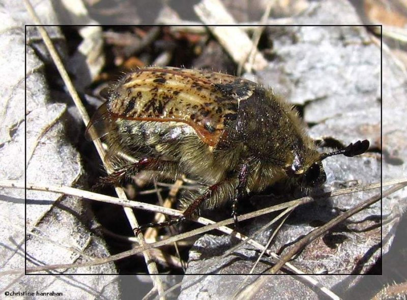 Bumble flower beetle (Euphoria inda)