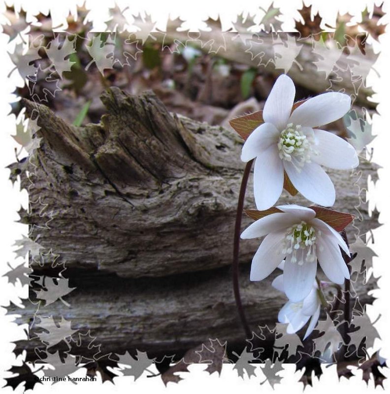 Sharp lobed hepatica (Hepatica acutiloba)