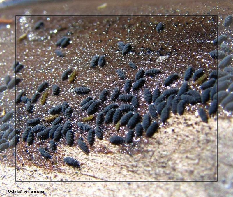 Springtails  (Order:  Collembola)