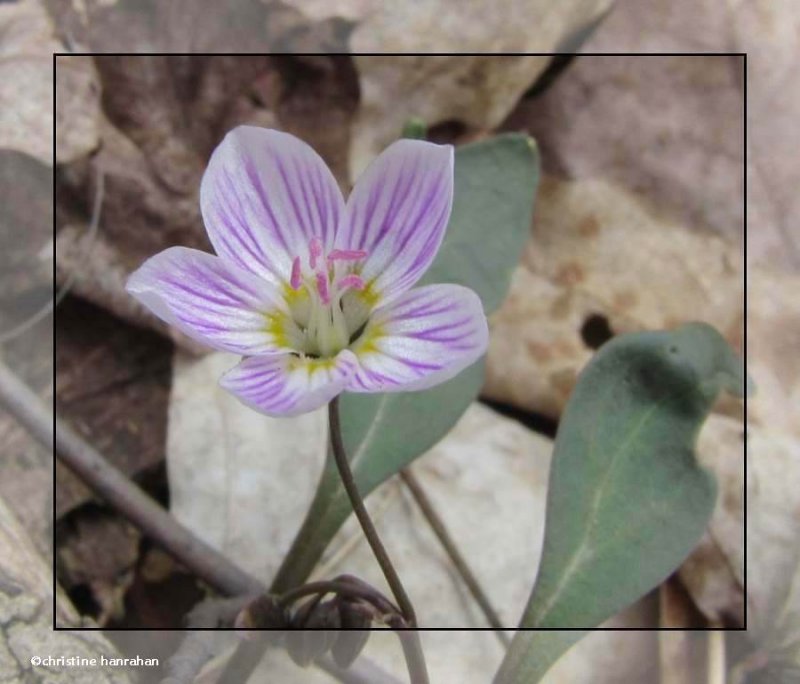 Spring beauty (Claytonia carolineana)