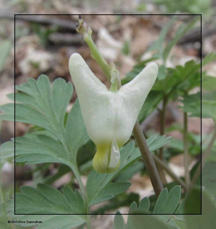 Dutchman's breeches (Dicentra cucullaria)