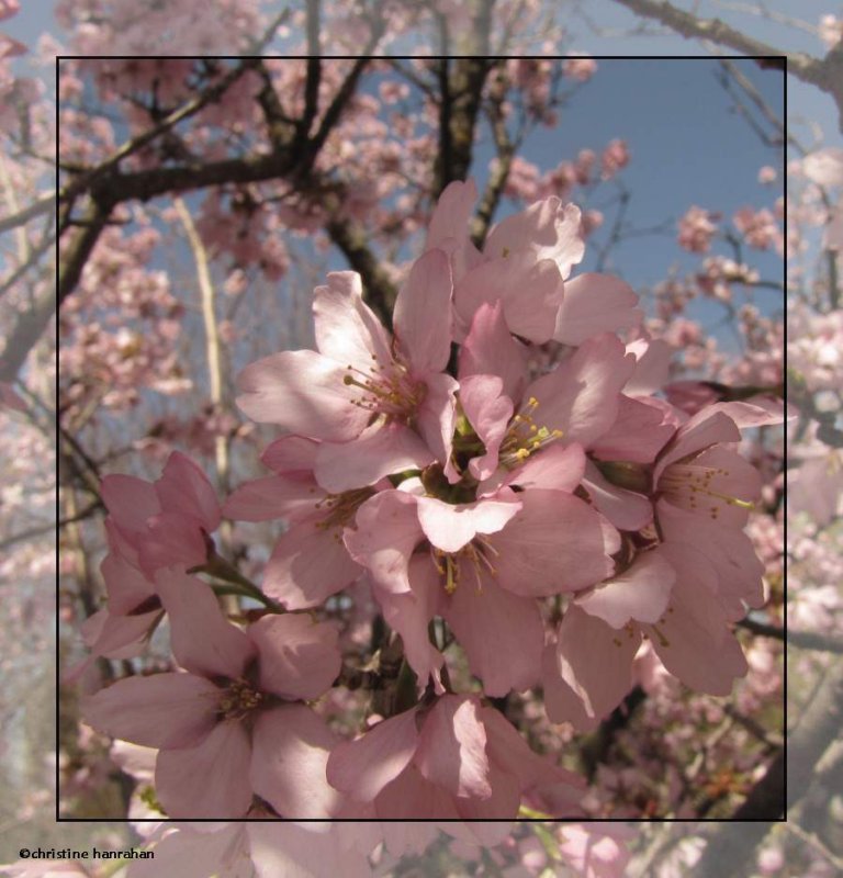 Cherry blossoms (Prunus)