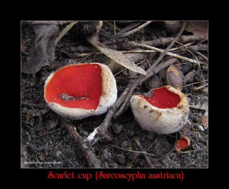 Scarlet cup (Sarcoscypha austriaca)