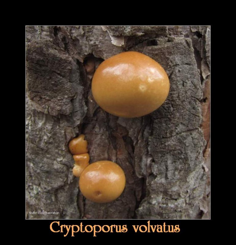 Cryptoporus volvatus