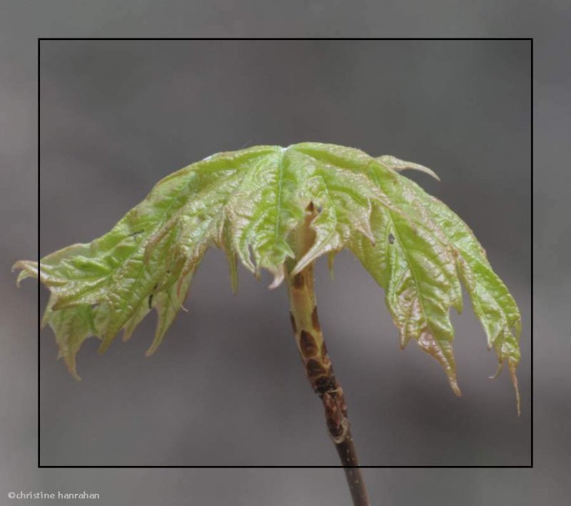 New maple leaf