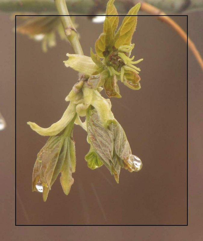 Manitoba maple flowers (Acer negundo)