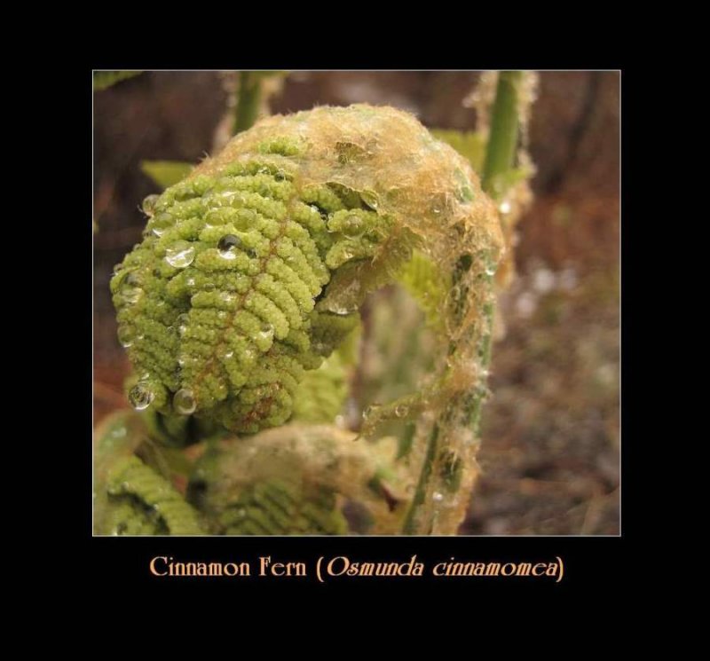 Cinnamon ferns (Osmunda cinnamomea)