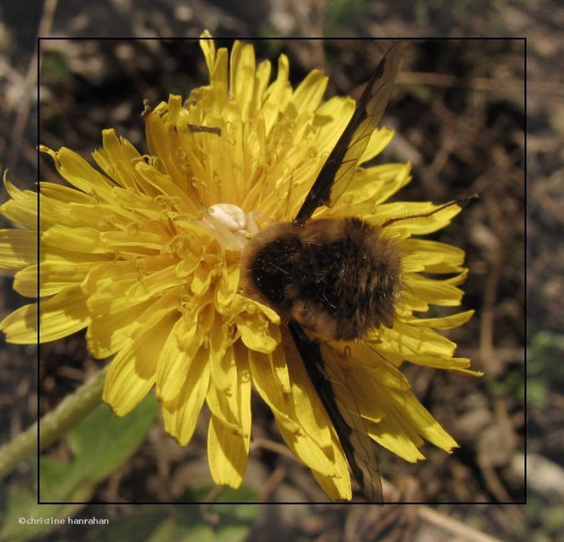 Goldenrod Crab spider, female (Misumena vatia) with beefly