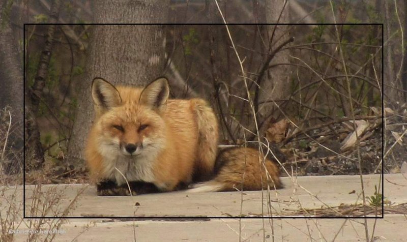 Red fox  (Vulpes vulpes)