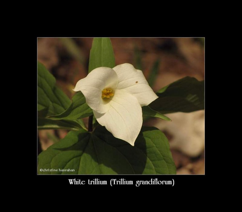 Trillium, white (Trillium grandiflorum)