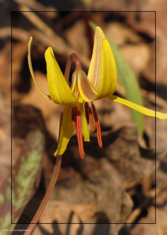 Trout lily (Erythronium americanum)