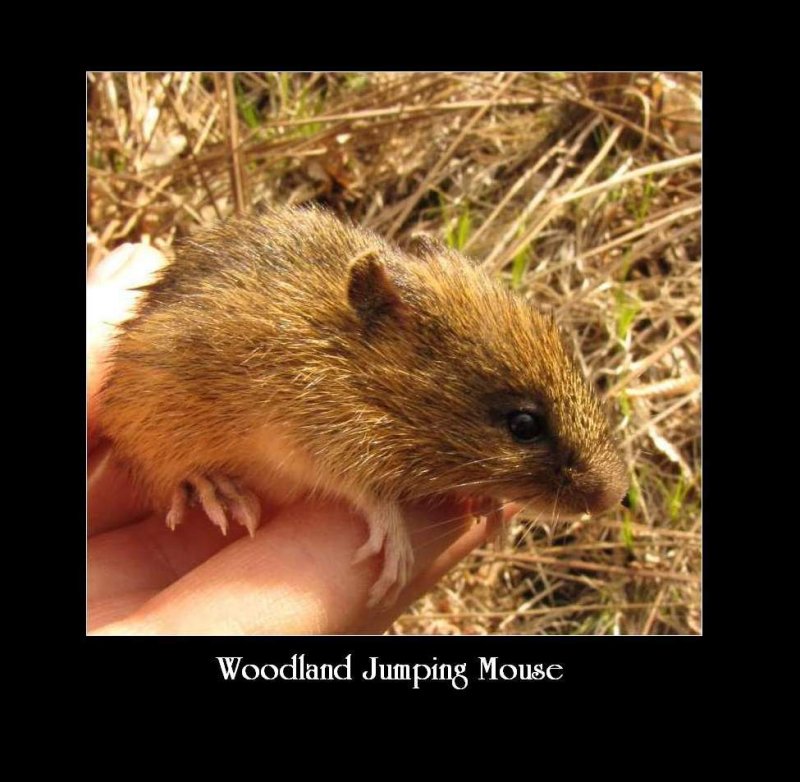 Woodland jumping mouse  (Napaeozapus insignis)