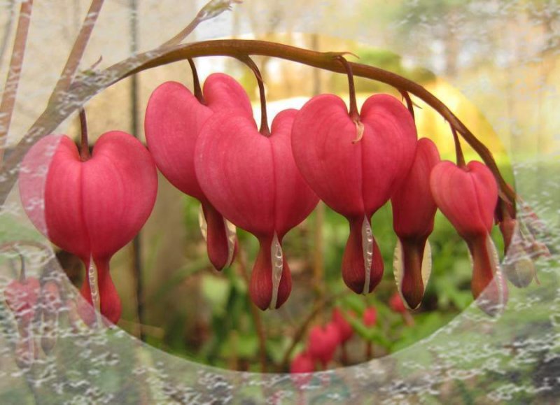 Bleeding hearts