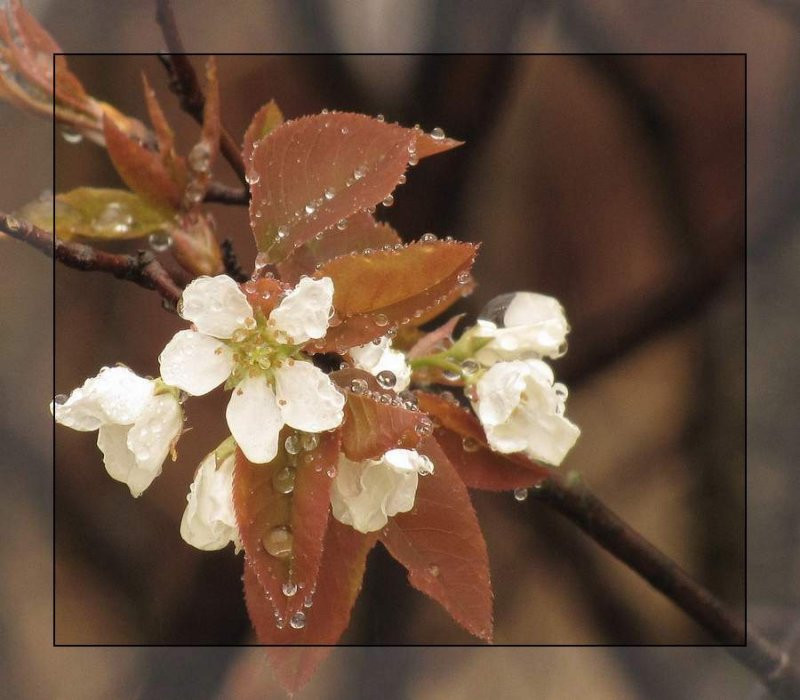 Serviceberry flowers (Amelanchier)