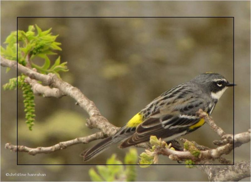 Yellow-rumped warbler in black walnut tree