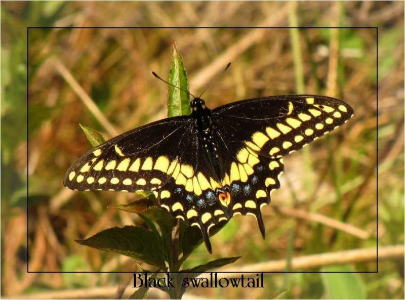 Black swallowtail  (Papillio polyxenes), male