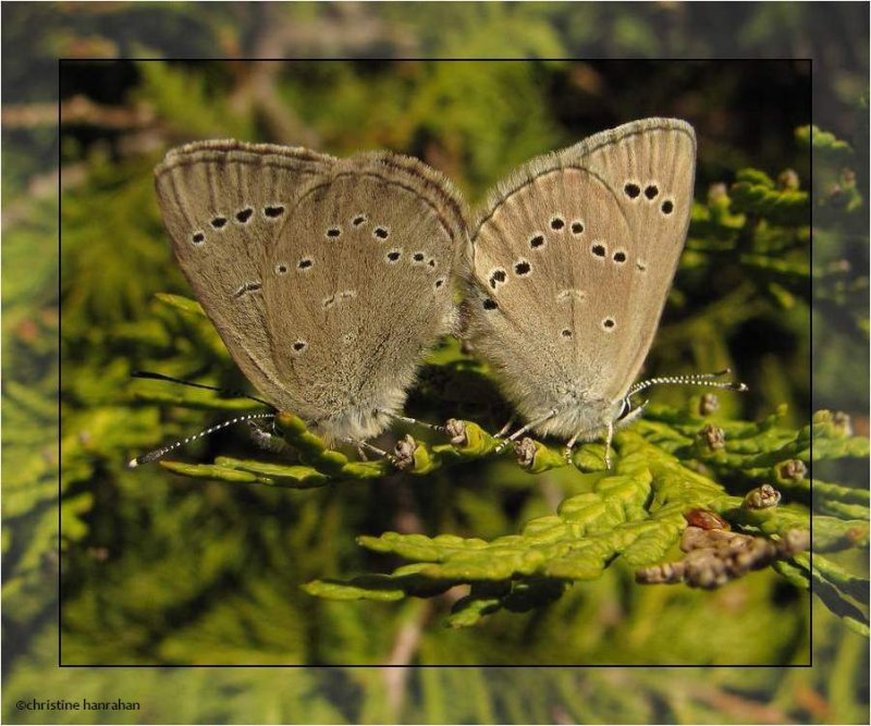 Silvery blue (Glaucopsyche lygdamus) mating pair