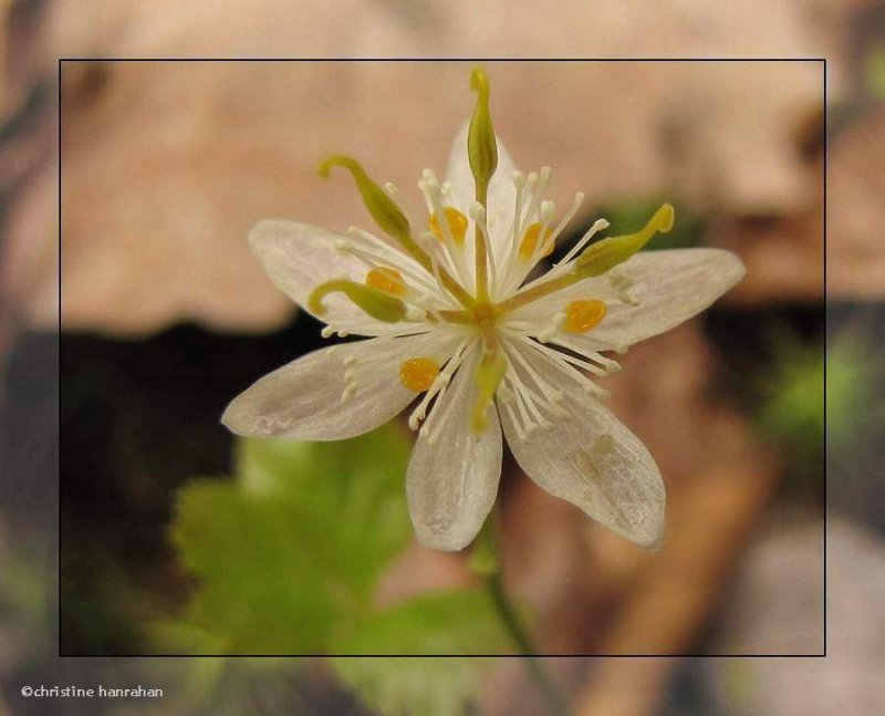 Goldthread (Coptis trifolia)