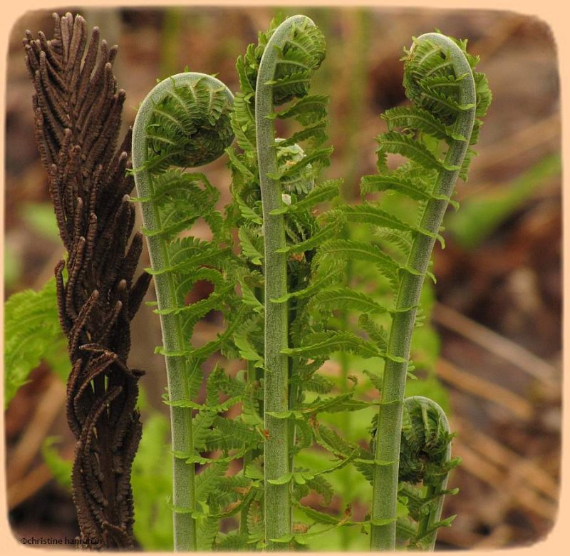 Ostrich ferns (Matteuccia struthiopteris)