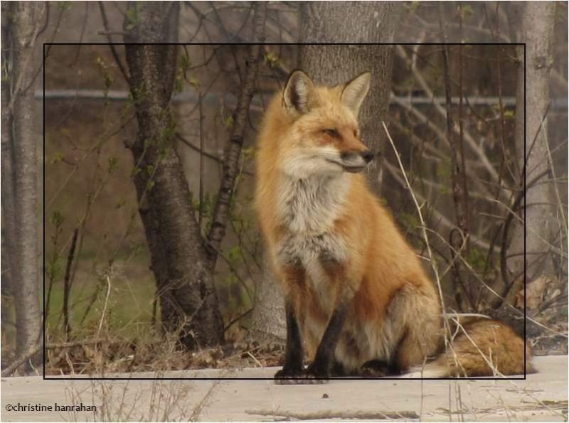 Red Fox (Vulpes vulpes)