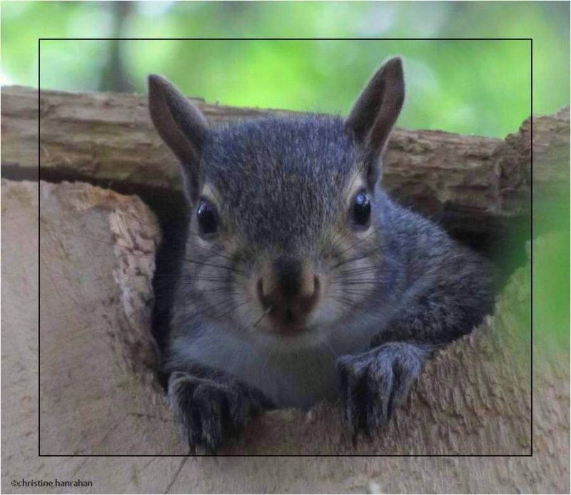 Young grey squirrel