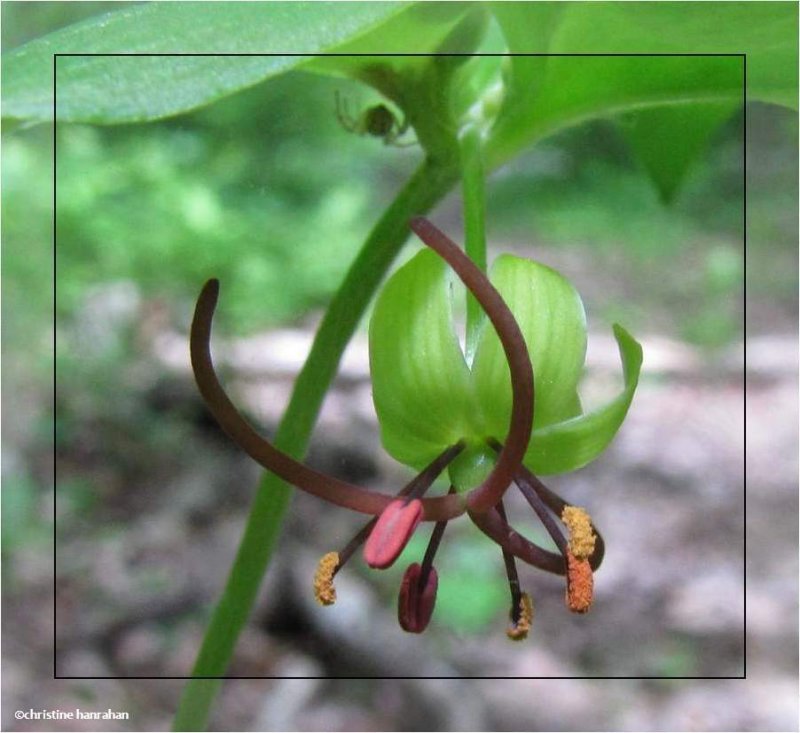 Indian cucumber-root (Medeola virginiana)