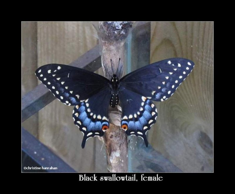 Black swallowtail  (Papillio polyxenes), female, newly emerged