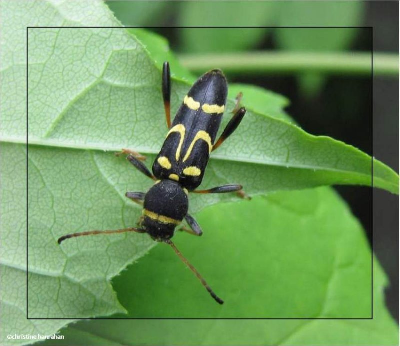 Flower longhorn beetle (Clytus ruricola)
