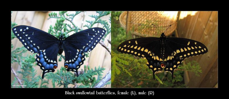 Black swallowtail  (Papillio polyxenes), female and male