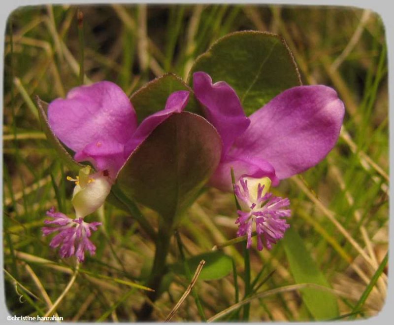 Fringed polygala (Polygaloides paucifolia)