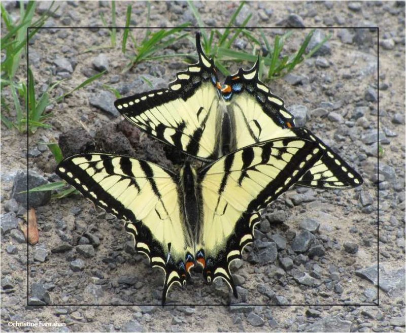 Canadian tiger swallowtails  (Papilio canadensis)