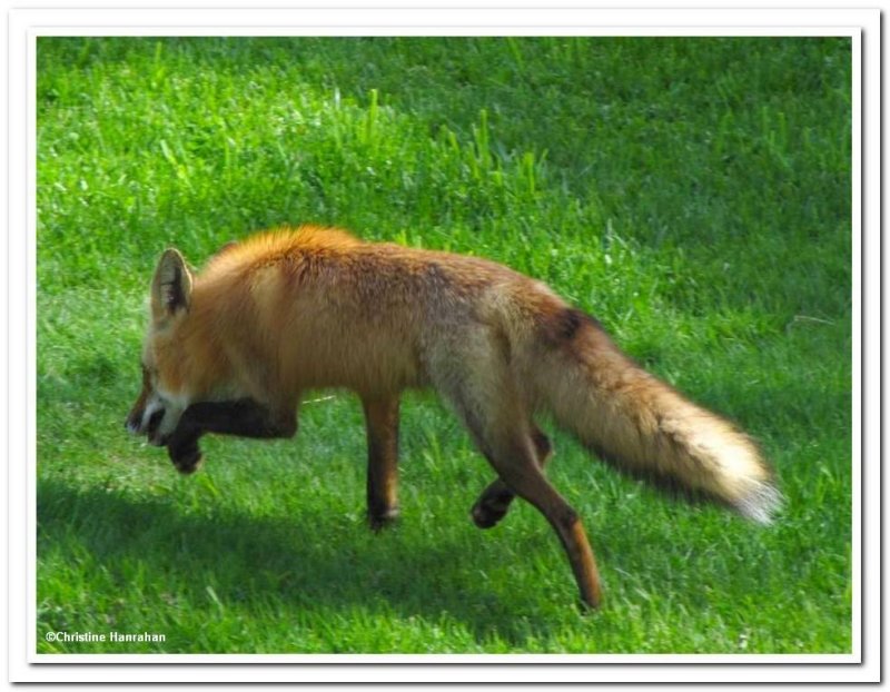 Red fox (Vulpes vulpes)