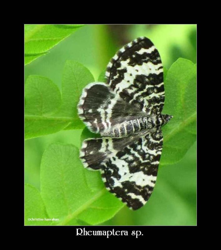 Moth (Rheumaptera sp.)