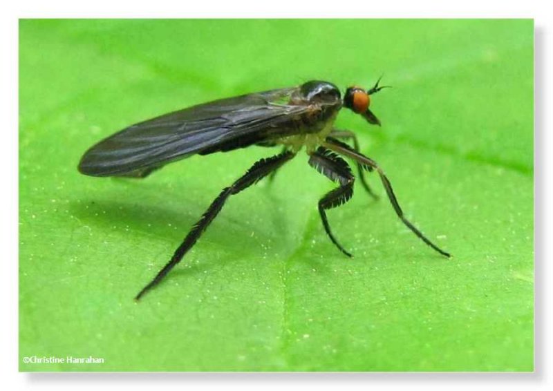 Dance fly (Rhamphomyia sp.)