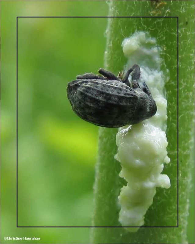 Milkweed stem weevil (Rhyssomatus lineaticollis) excavating nest chamber