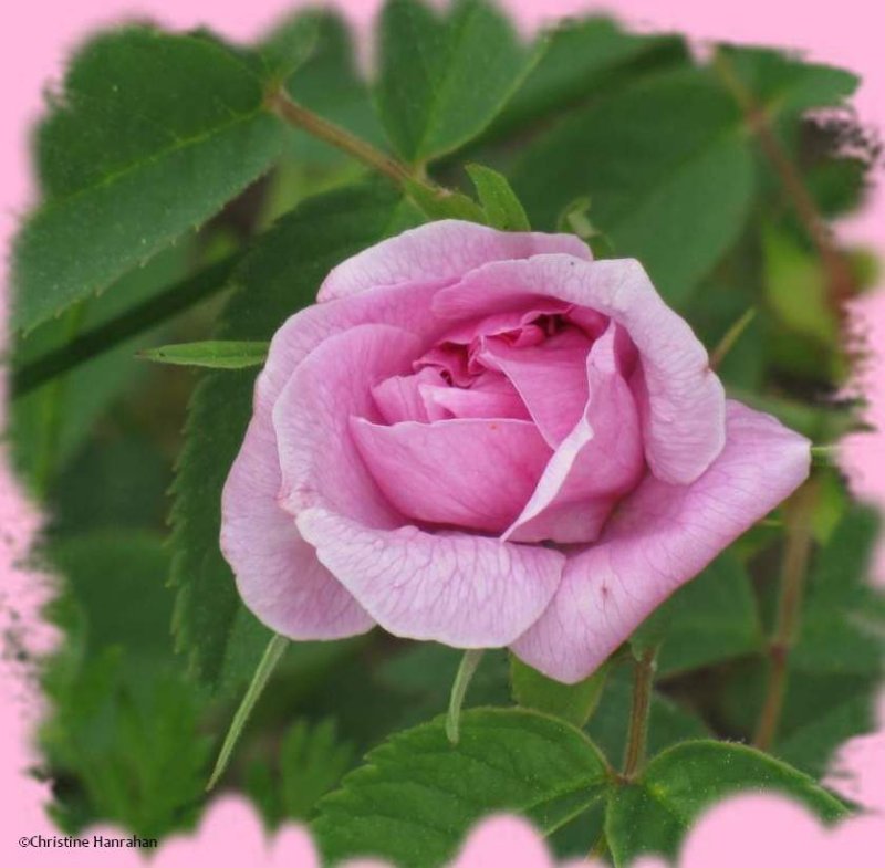 Wild rose (Rosa sp.)