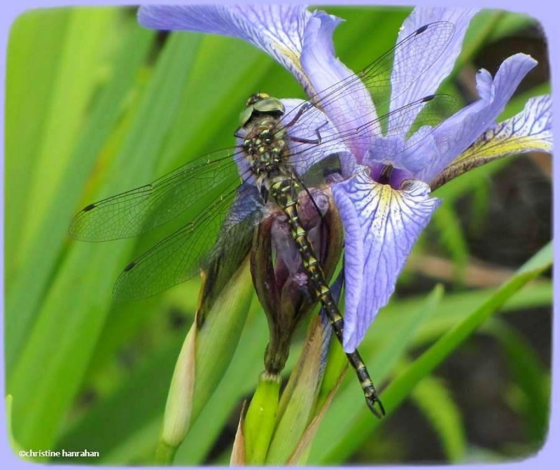 Harlequin darner  (Gomphaeschna furcillata) on blue flag iris