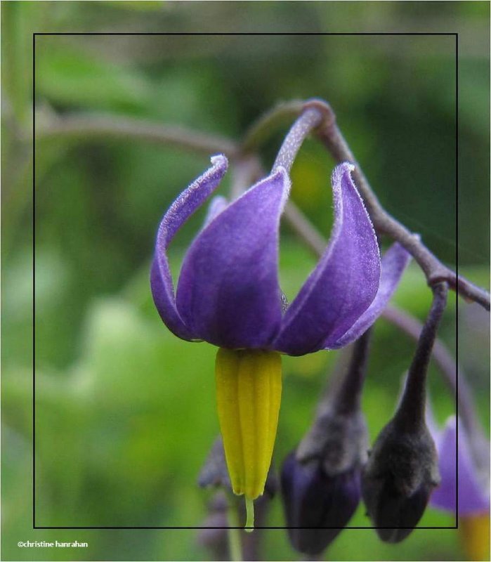 Purple nightshade (Solanum dulcamara)