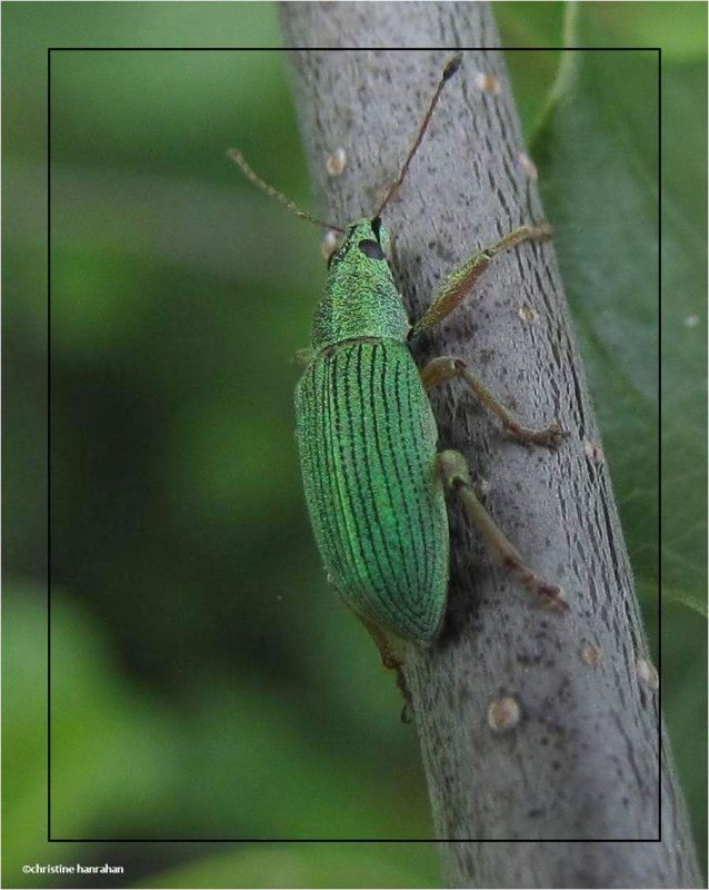 Pale green weevil (Polydrusus impressifrons)